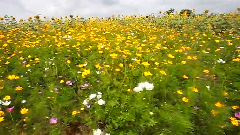 稀有台湾花卉 腾讯视频