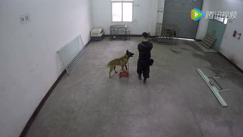 犬靠第一阶段后期 腾讯视频