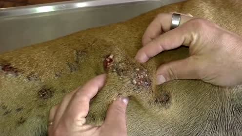 寄生虫侵害的狗狗,真是千疮百孔啊,可怜