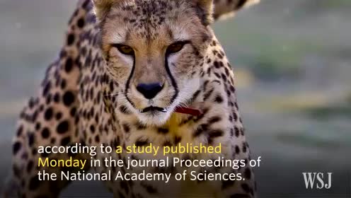 cheetah population plunges