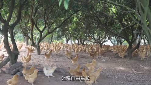 境庭土鸡 腾讯视频