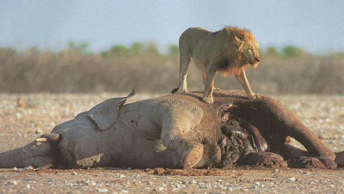 狮子猎杀大象图片