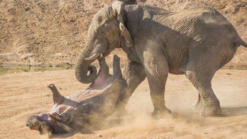 犀牛单挑大象?体型大就是优势