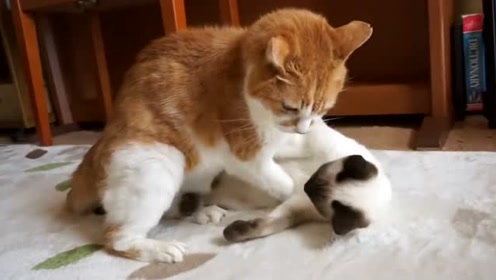 小个子猫 腾讯视频