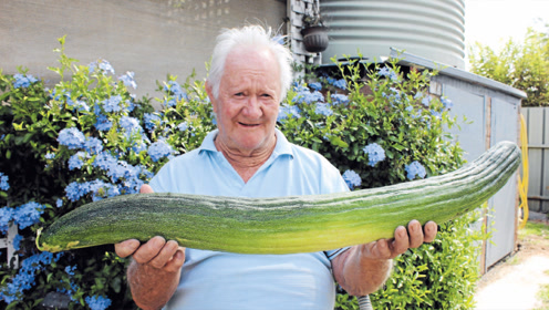 世界上最长的黄瓜图片