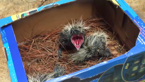 小时候的红毛鸡,长相和声音都很奇怪