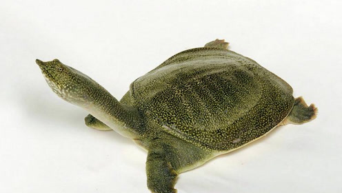 甲鱼的脖子到底有多长?反正超乎你的想象