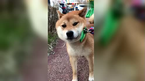 狗狗玩嗨了不想回家,这倔强的小眼神绝了,汪:我不走,再玩会吧