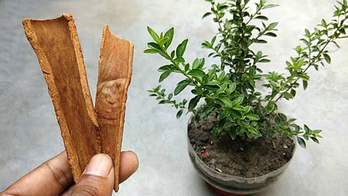 盆栽用土 腾讯视频