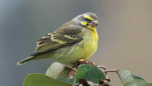 一身"黄金甲",漂亮的金青鸟大叫了,让人爱不释手!