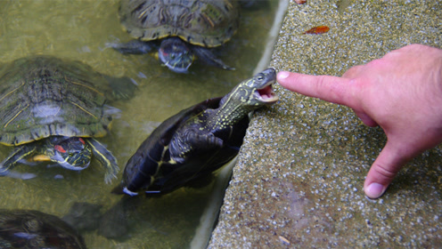 什么乌龟才会咬人?被咬到该怎么处理呢?今天可算知道了