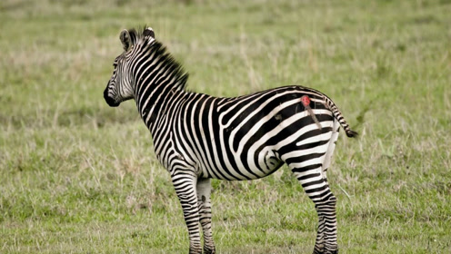 母斑马试图狮口夺子,拼尽全力也无可奈何,场面太凄惨了