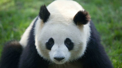 大熊猫"森森"上演熊猫式越狱,竟然成功了