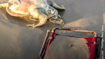 又是人类害死的！濒危海龟命丧海滩