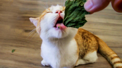 小橘猫初次吃猫薄荷,一脸迷醉爽不停,吸飘了居然敢打大哥!