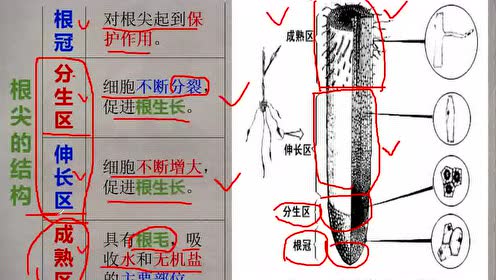 植物根尖 腾讯视频