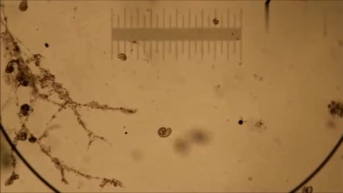 水中微生物 腾讯视频