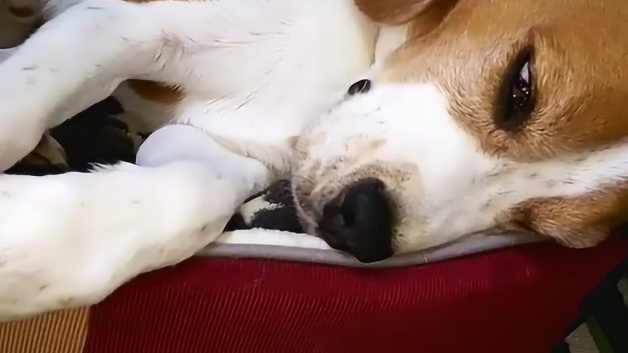 躺在窝里发呆的比格犬