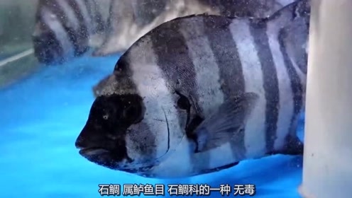 最新鲜的石雕鱼刺身 整个过程看了让人寒心 下一秒直接被切成肉片 腾讯视频