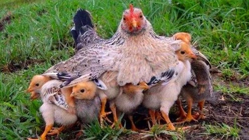 鸡妈妈保护小鸡图片图片