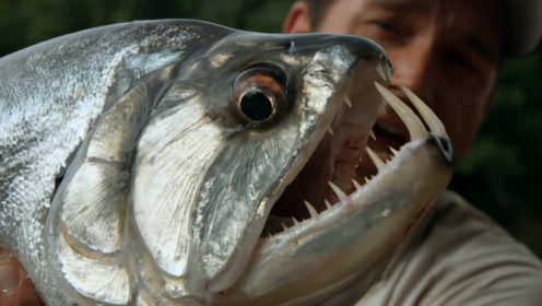 你永远不知道能在亚马逊河里钓起来什么神奇鱼类,巨水狼脂鲤!