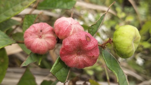 这才是名贵中草药"算盘子",它的3个厉害用途?或许能帮到你!