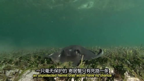 魟鱼视频 腾讯视频