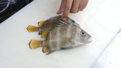 横带髭鲷料理 这鱼生吃有点浪费了 好钓鱼