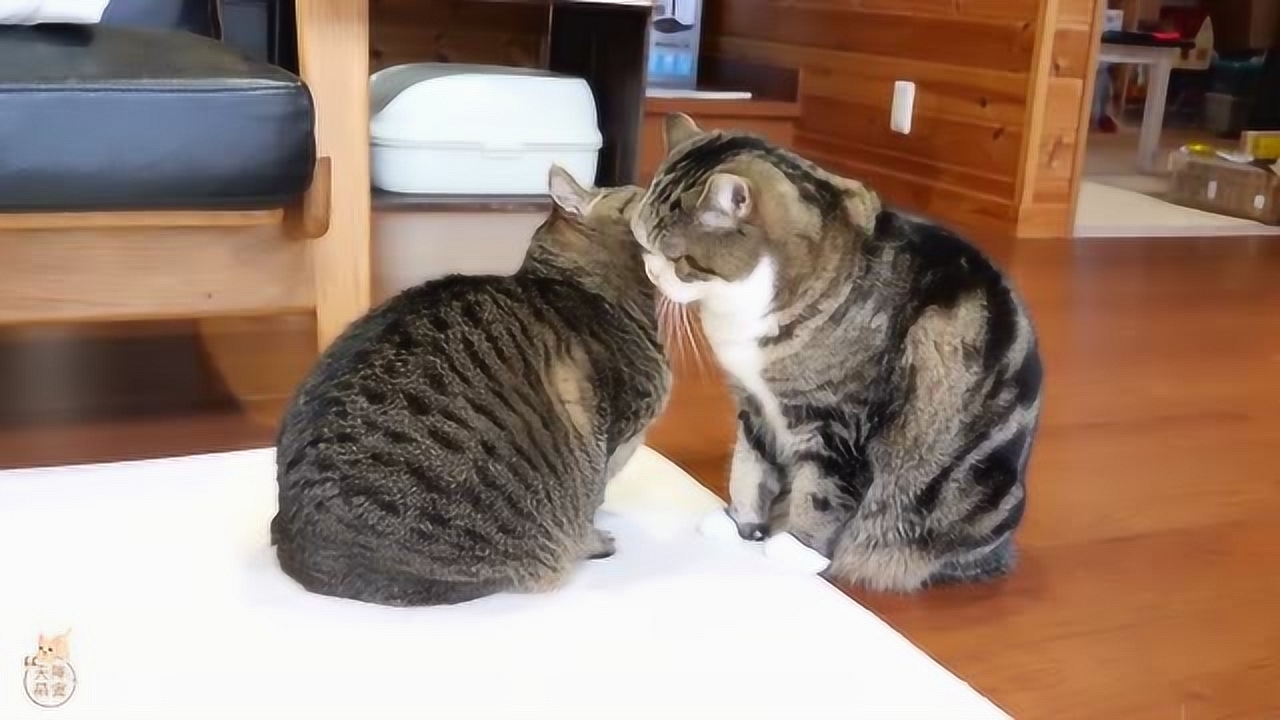 梦境中的温馨伴侣，大猫胖胖与它的奇妙玩伴
