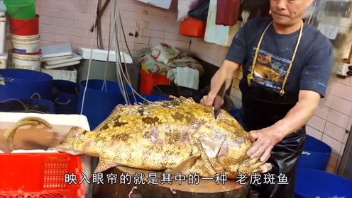 老虎鱼接货视屏 腾讯视频
