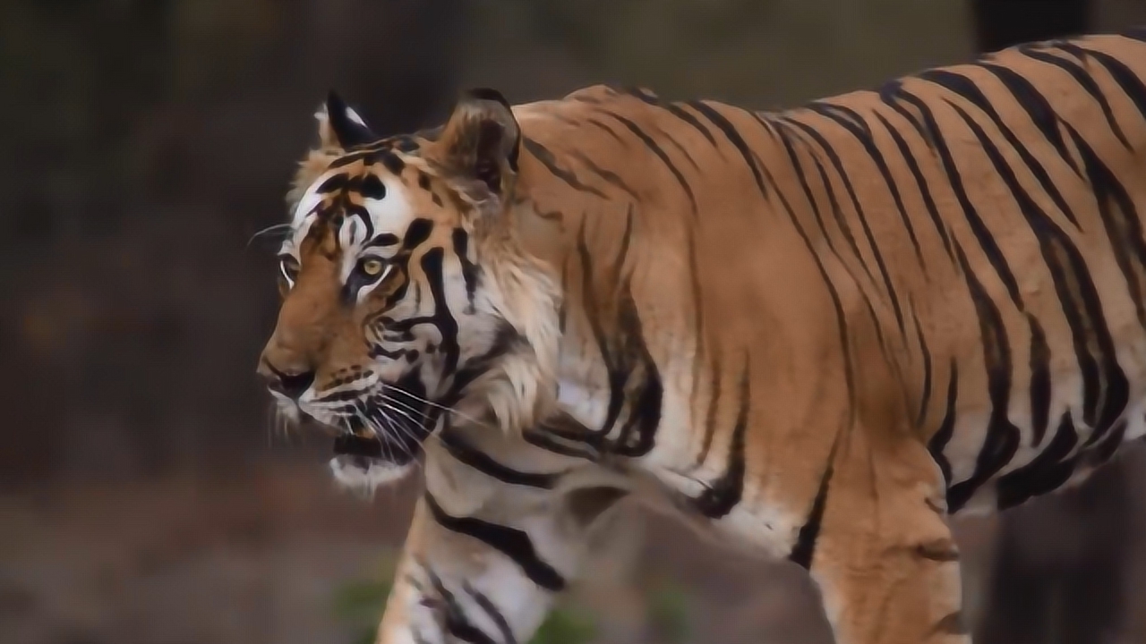 老虎可以一个月不吃饭,那么为什么人一顿不吃就饿得慌?