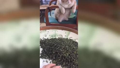 绿色椅子韩国 腾讯视频