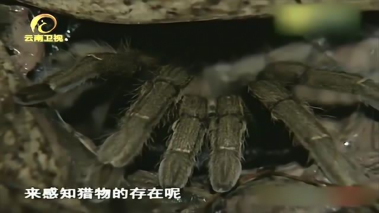 虎纹捕鸟蛛 捕鸟蛛科单柄蛛属动物 搜狗百科