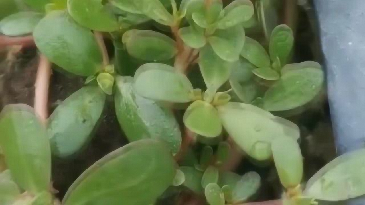 教你们把马齿苋加一宝,15天可以白发变黑发,快给婆婆试一下吧!