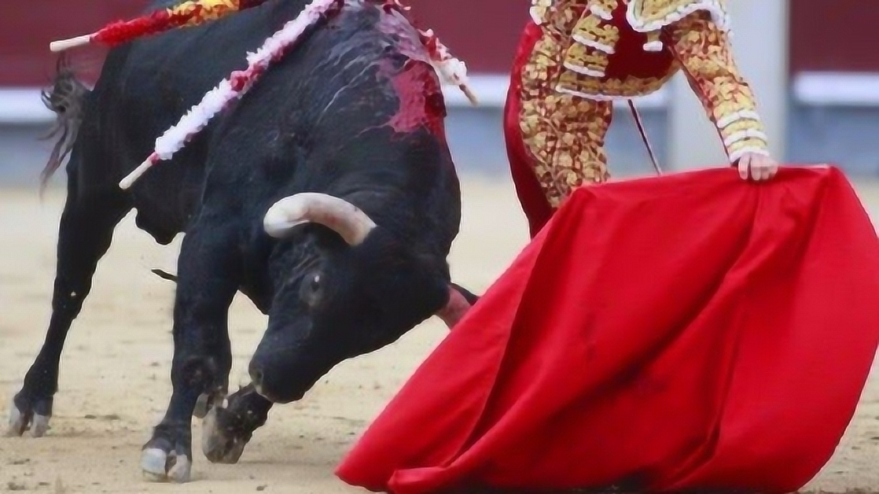 牛看到红色的就要撞,小伙用其他三种颜色测试,看完长见识了