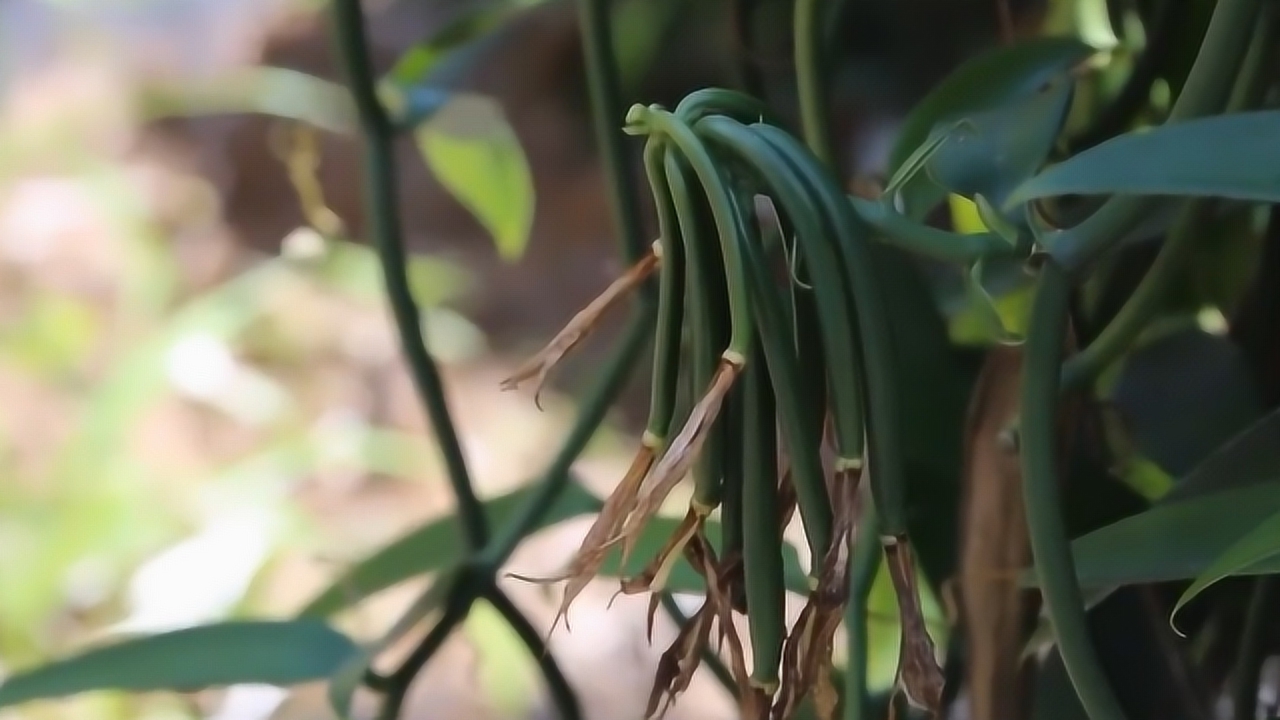 香荚兰(兰科香荚兰属植物)_搜狗百科