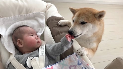 认真的柴犬 腾讯视频