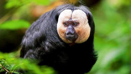 它被称为"抗毒之王",却因长相怪异,网友调侃:屁股长错地儿了