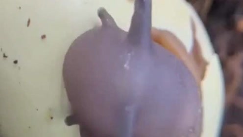 蜗牛卵孵化 腾讯视频