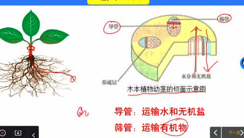 植物根尖 腾讯视频