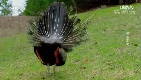 新着孔雀 雌 最高の花の画像