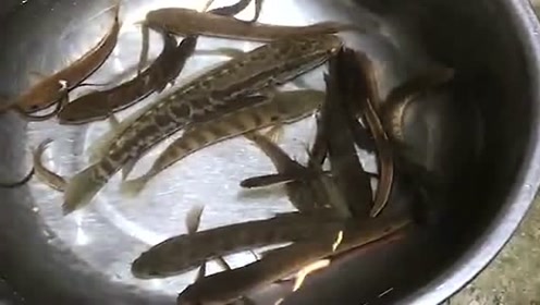 大山椒鱼 腾讯视频