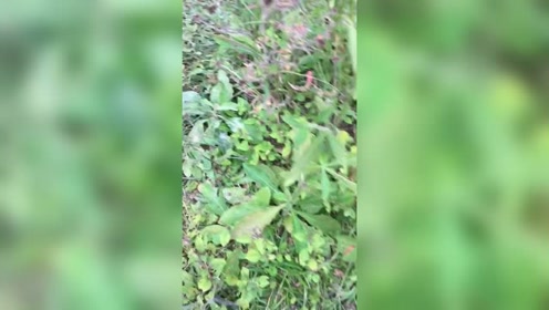 地胆头 腾讯视频