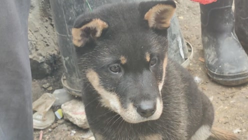 四眼土狗 腾讯视频