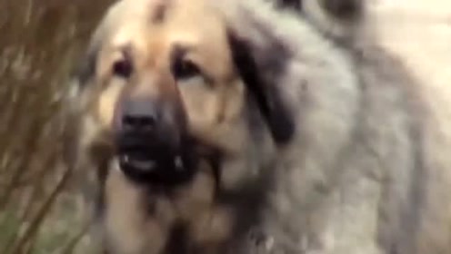 熊狮犬 腾讯视频