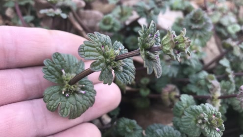 草药"珍珠莲"可用于祛风通络,消肿止痛,一起认知与了解吧!