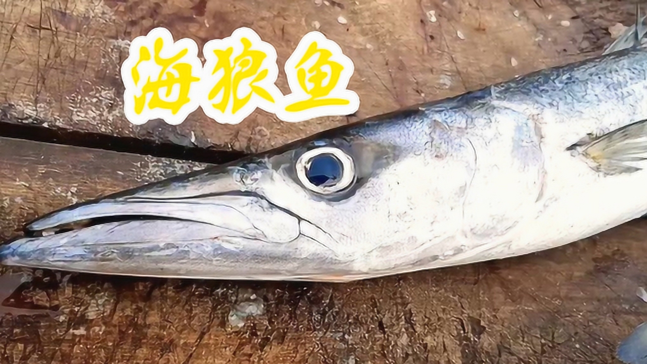 长条状的海狼鱼,处理起来太方便了!