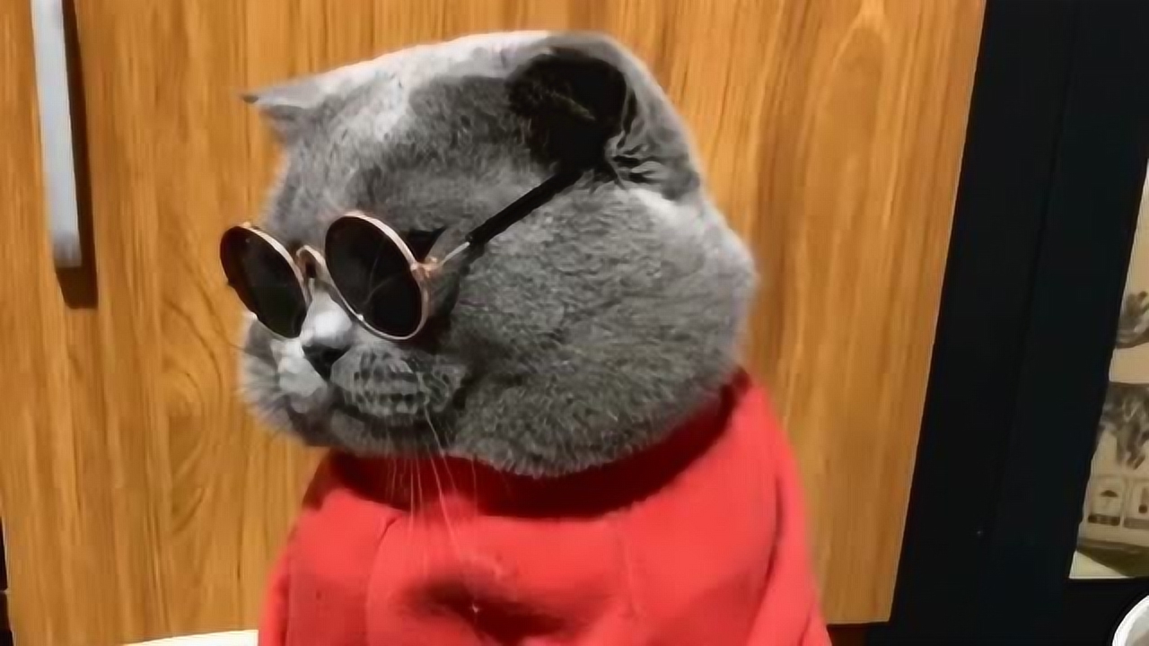 猫咪戴上墨镜真是炫酷,感觉跟加菲猫非常相似,看来得让它减减肥了!