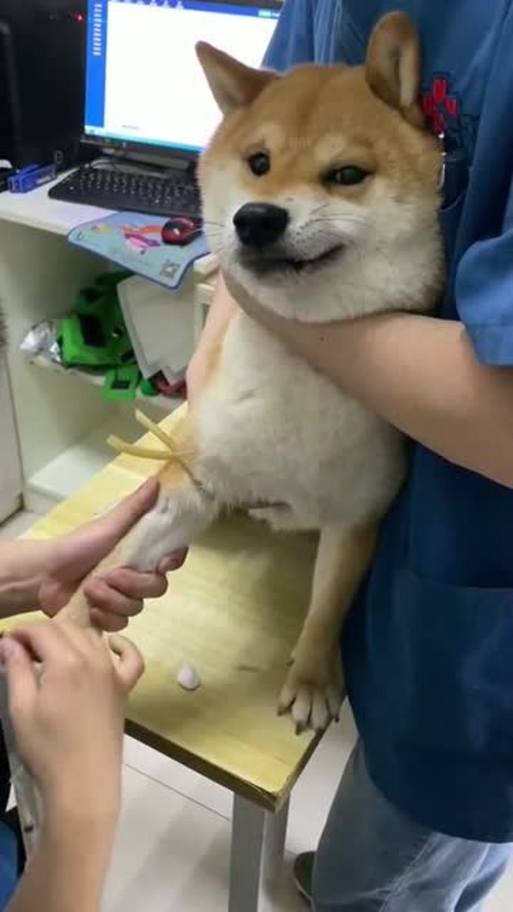 大黄小可怜生病了,正在扎针中,从表情就能看出很不服气!