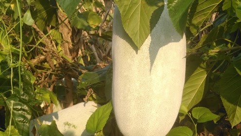 土里野生的白皮冬瓜,能长到20斤一个吗,冬瓜具有哪些功效作用呢